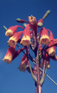 APII jpeg image of Blandfordia nobilis  © contact APII