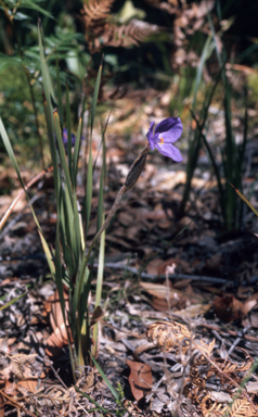 APII jpeg image of Patersonia sericea  © contact APII