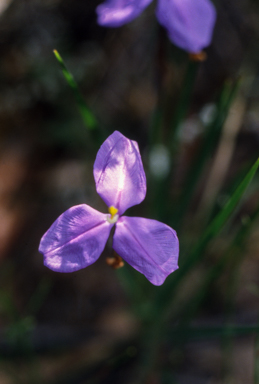 APII jpeg image of Patersonia  © contact APII
