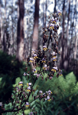 APII jpeg image of Dianella tasmanica  © contact APII