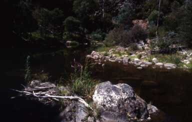 APII jpeg image of Lythrum salicaria  © contact APII