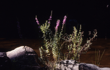 APII jpeg image of Lythrum salicaria  © contact APII