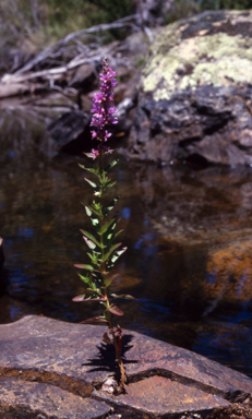 APII jpeg image of Lythrum salicaria  © contact APII