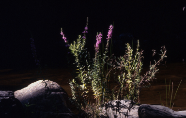 APII jpeg image of Lythrum salicaria  © contact APII