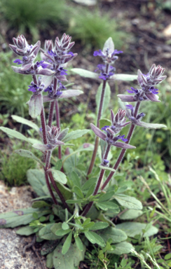 APII jpeg image of Ajuga australis  © contact APII
