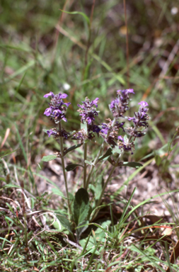 APII jpeg image of Ajuga australis  © contact APII