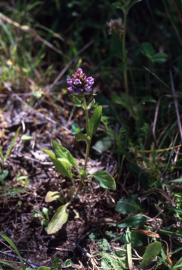 APII jpeg image of Prunella vulgaris  © contact APII