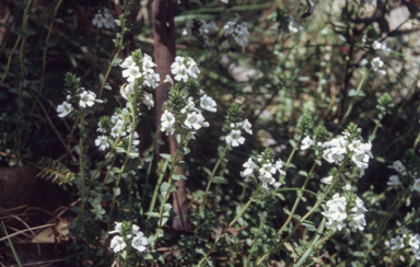 APII jpeg image of Prostanthera  © contact APII