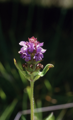 APII jpeg image of Prunella vulgaris  © contact APII