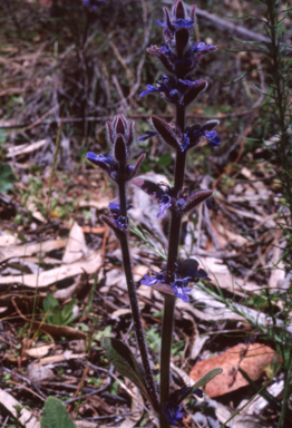 APII jpeg image of Ajuga australis  © contact APII