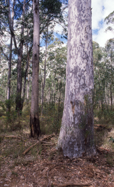 APII jpeg image of Corymbia maculata  © contact APII