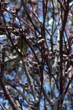 APII jpeg image of Eucalyptus pauciflora subsp. debeuzevillei  © contact APII