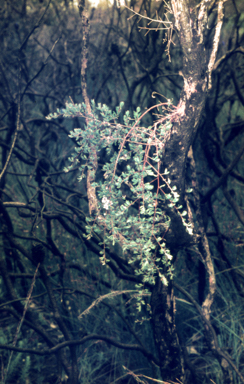 APII jpeg image of Leptospermum trinervium  © contact APII