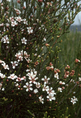 APII jpeg image of Leptospermum epacridoideum  © contact APII