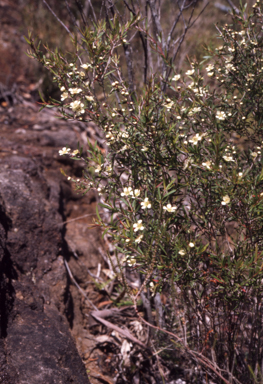 APII jpeg image of Leptospermum polygalifolium  © contact APII