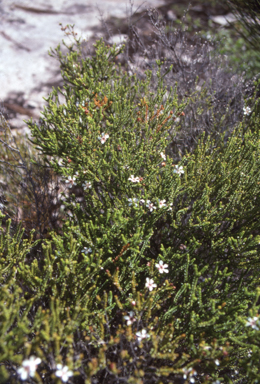 APII jpeg image of Leptospermum epacridoideum  © contact APII