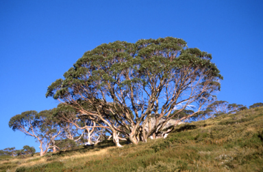 APII jpeg image of Eucalyptus pauciflora subsp. niphophila  © contact APII