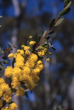 APII jpeg image of Acacia buxifolia  © contact APII