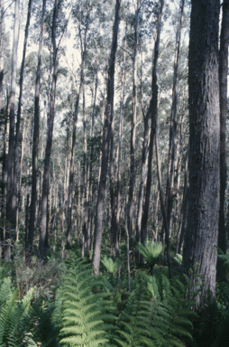 APII jpeg image of Eucalyptus regnans  © contact APII