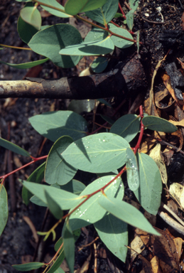 APII jpeg image of Eucalyptus pauciflora  © contact APII