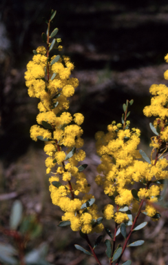APII jpeg image of Acacia buxifolia  © contact APII
