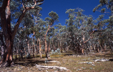 APII jpeg image of Eucalyptus rubida  © contact APII