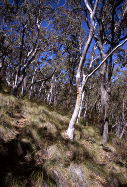 APII jpeg image of Eucalyptus rossii  © contact APII