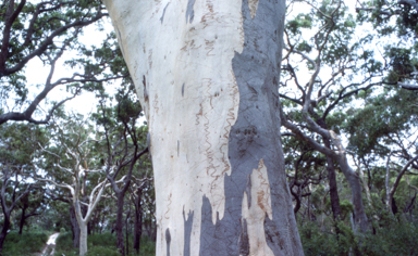 APII jpeg image of Eucalyptus racemosa  © contact APII