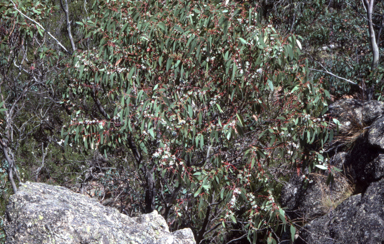 APII jpeg image of Eucalyptus pauciflora subsp. debeuzevillei  © contact APII