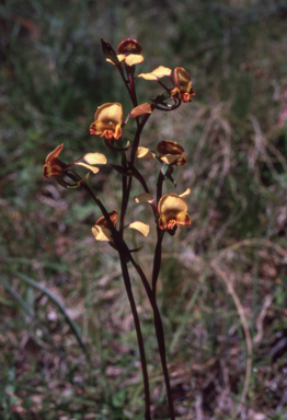 APII jpeg image of Diuris maculata  © contact APII