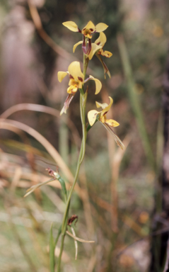 APII jpeg image of Diuris sulphurea  © contact APII