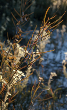 APII jpeg image of Acacia suaveolens  © contact APII