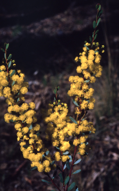 APII jpeg image of Acacia buxifolia  © contact APII