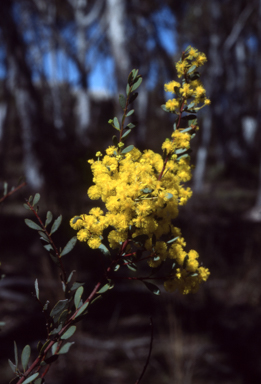 APII jpeg image of Acacia buxifolia  © contact APII