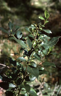 APII jpeg image of Hedycarya angustifolia  © contact APII