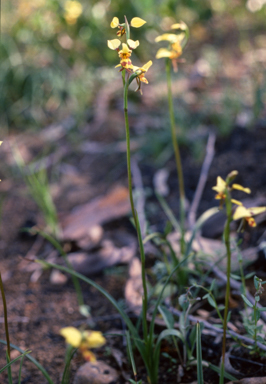 APII jpeg image of Diuris sulphurea  © contact APII