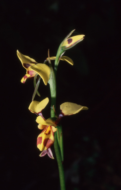 APII jpeg image of Diuris sulphurea  © contact APII