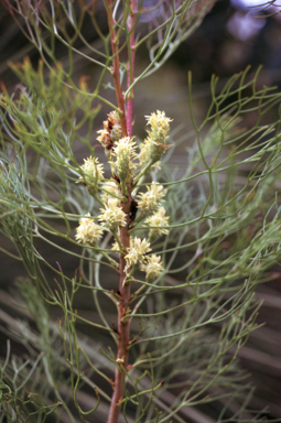 APII jpeg image of Petrophile pedunculata  © contact APII