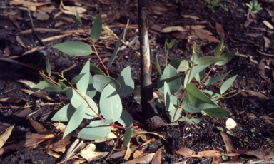 APII jpeg image of Eucalyptus pauciflora  © contact APII