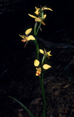 APII jpeg image of Diuris sulphurea  © contact APII