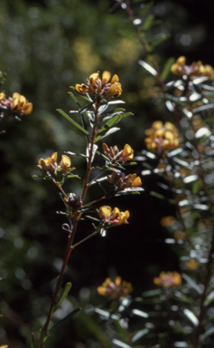APII jpeg image of Pultenaea daphnoides  © contact APII