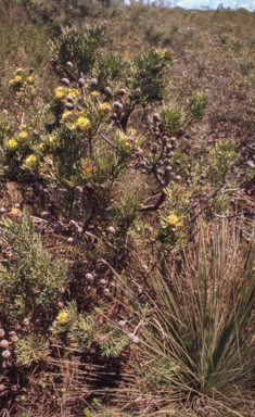 APII jpeg image of Isopogon anemonifolius  © contact APII