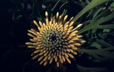 APII jpeg image of Isopogon anemonifolius  © contact APII