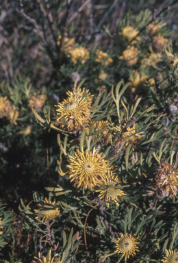 APII jpeg image of Isopogon anemonifolius  © contact APII