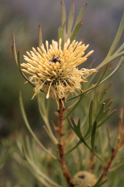 APII jpeg image of Isopogon anemonifolius  © contact APII