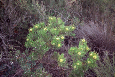 APII jpeg image of Isopogon anemonifolius  © contact APII