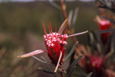 APII jpeg image of Lambertia formosa  © contact APII