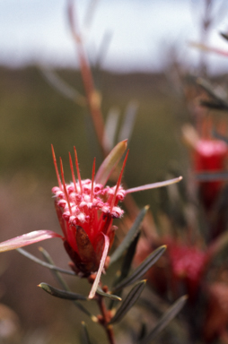 APII jpeg image of Lambertia formosa  © contact APII