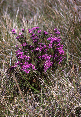 APII jpeg image of Comesperma ericinum  © contact APII