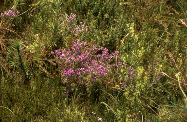 APII jpeg image of Comesperma retusum  © contact APII